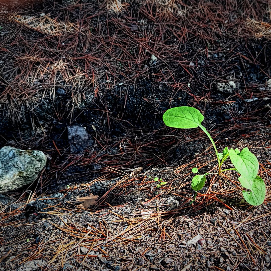 El brot d'una planta amb quatre fulles, tres menudes i una de més gran creix entre la pinassa i les cendres d'un incendi ocorregut a l'estiu a la comarca del Comtat (País Valencià)