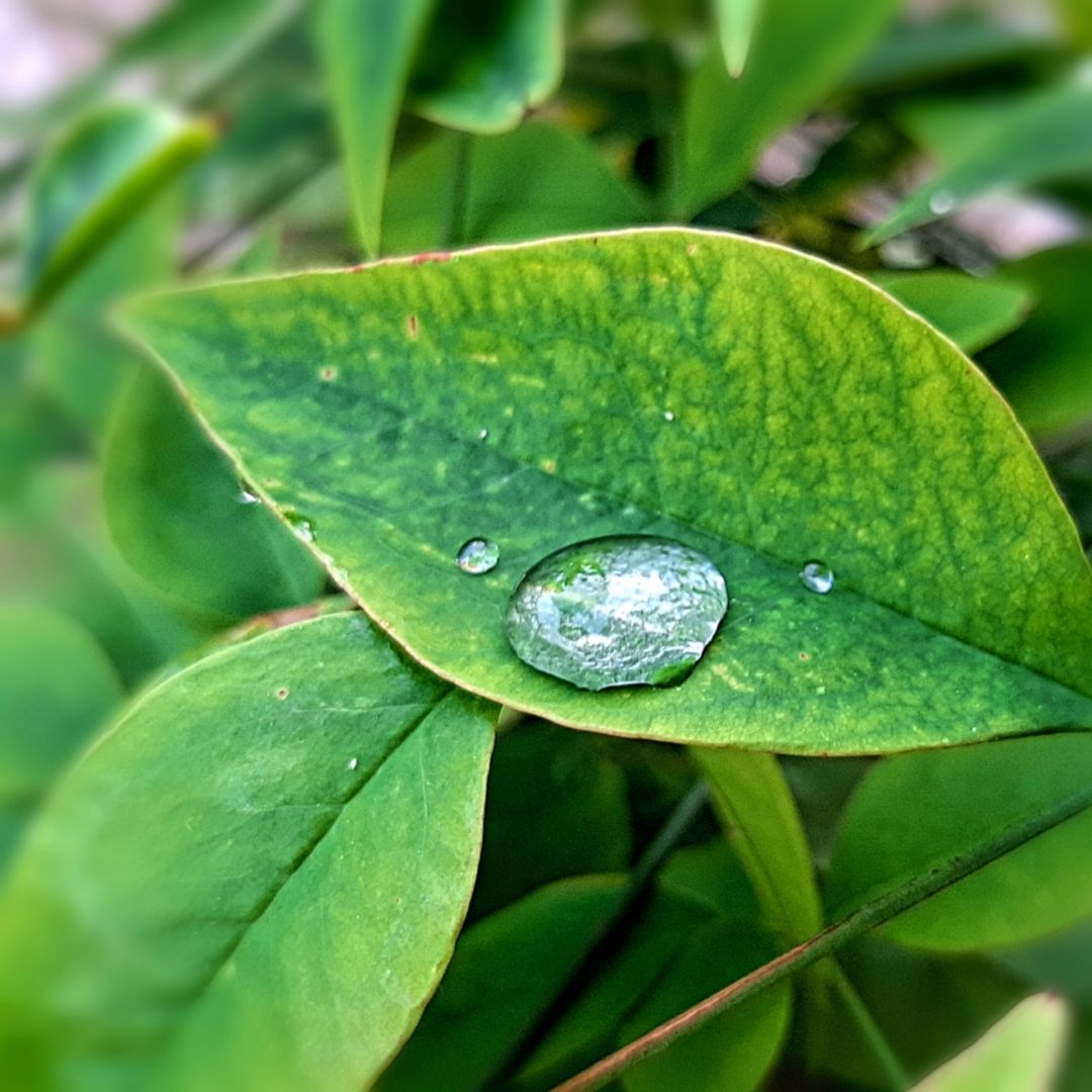 Una gota d'aigua feta una esfera a sobre una fulla d'una planta després de la tronada.